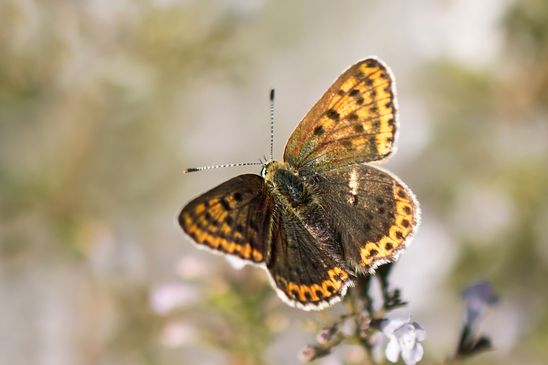 Lilagold - Feuerfalter        weiblich           Lycaena hippothoe        ( Brandenburg August 2024 )