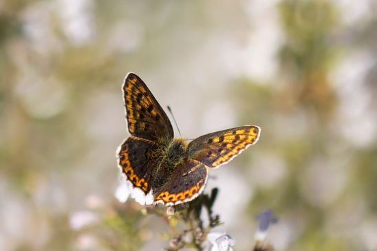 Lilagold - Feuerfalter        weiblich           Lycaena hippothoe        ( Brandenburg August 2024 )