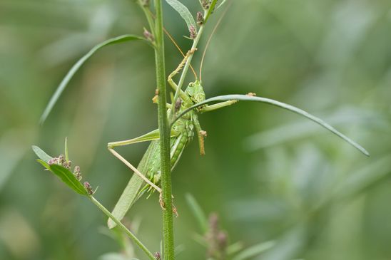 Grünes Heupferd     männlich     Tettigonia viridissima  ( Sachsen-Anhalt August 2023 )